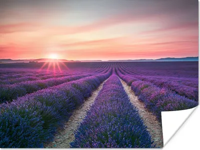 Produktbild von MuchoWow® Poster Lavendel - Lila - Blumen - Himmel 120x90 cm - Wandbild