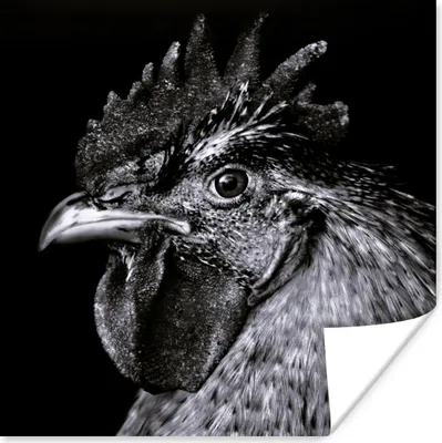 Produktbild von MuchoWow® Poster Hahn - Vogel - Schwarz - Weiß 100x100 cm - Babyzimmer