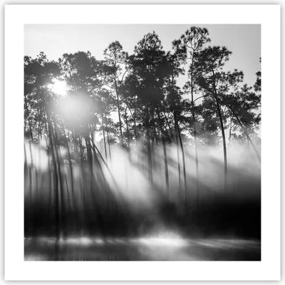 Produktbild von Poster - Poster ohne Rahmen - Wald Kiefer Sonne - 50x50 cm - Wand Bild - Wanddeko - Wandbilder - Kunstposter - Wandposter - Bilder - Kunstdruck - Wanddekoration - Wandbild - P2XAC50x50-4829