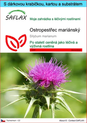 Obrázek produktu pro SAFLAX Dárková sada - ostropestřec mariánský - Silybum marianum - 75 Semena - S dárkovou krabičkou, přepravním štítkem, dárkovou kartou a pěstebním médiem