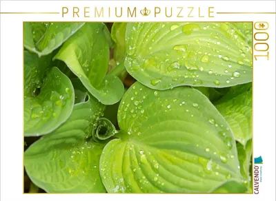 Produktbild von CALVENDO Puzzle Grüne Funkienblätter | 1000 Teile Lege-Größe 64x48cm Foto-Puzzle für glückliche Stunden