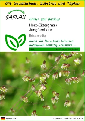 Produktbild von SAFLAX Anzucht Set - Herz-Zittergras / Jungfernhaar - Briza media - 75 Samen - Mit Mini-Gewächshaus, Anzuchtsubstrat und 2 Töpfen