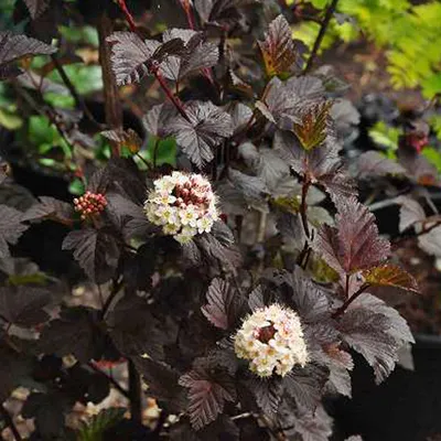 Image de 2 x Utriculaires rouges - Physocarpus opulifolius 'Diabolo' | 30-40 cm en conteneur