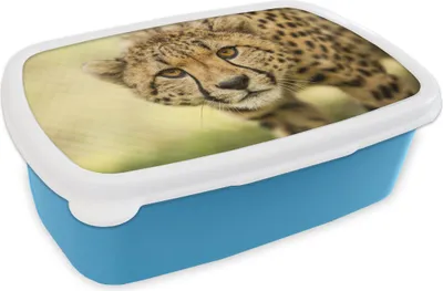 Obrázek produktu pro KitchenYeah® Lunchbox Obědový box 17x11 cm Leopard - Gepard - Zvířecí dětský obědový box - Oběd - Plastový - Box na chléb - Box na sendviče - Obědový box pro děti