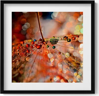 Produktbild von Gebläse und Tau– Wandbild mit Rahmen – Gerahmtes Bild  – Wanddekoration – 50x50 cm –  Schwarz Rahmen