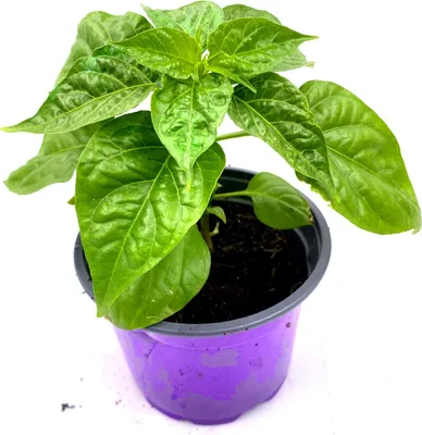 Produktbild von Habanero-Chili Calita ´Red´
