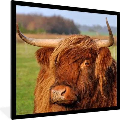 Produktbild von MuchoWow® Gerahmtes Poster Schottischer Highlander - Gras - Baum 40x40 cm - Poster mit Schwarzem Bilderrahmen Wandposter Rahmen Foto Bilder - Mit Rahmen - Wanddekoration Schlafzimmer