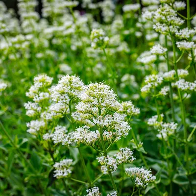 Zdjęcie produktu dla Bloomique - Zestaw 6 szt. - Centranthus Ruber Albus - Ostrokrzew - Obficie kwitnący - Odporny na zimę - Bylina - 10-20 cm wysokości - doniczka 9 cm