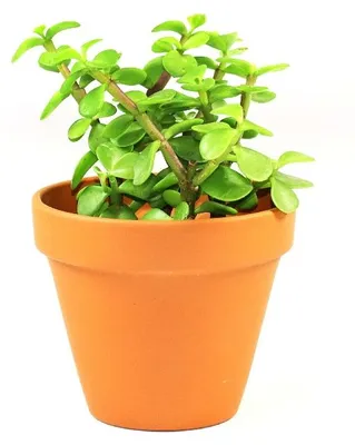 Obrázek produktu pro Gardners Portulacaria Afra variegata, průměr 8,5 cm