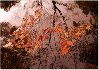 Produktbild von Tulup® Glas-Bild - 100 x 70 - Wandbild aus Glas - Wandkunst - Wandbild hinter gehärtetem Sicherheitsglas - Blumen & Pflanzen - Blätter Wasser - Orange