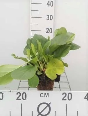 Produktbild von 6 x  Bergenia cordifolia - pseudodictamnus - Topf 9 x 9 cm
