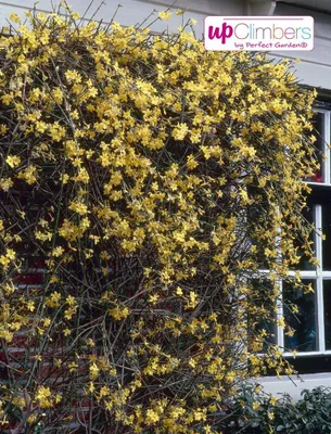 Zdjęcie produktu dla Jaśmin zimowy 40-60 cm - Jasminum nudiflorum, odporny krzew kwitnący, żółte kwiaty, kwitnący zimą, idealny do ogrodów i pojemników