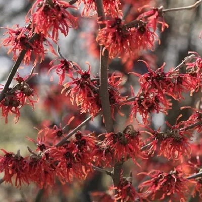 Produktbild von Zaubernuss  - Hamamelis intermedia 'Diane'  | 40-60 cm in Container