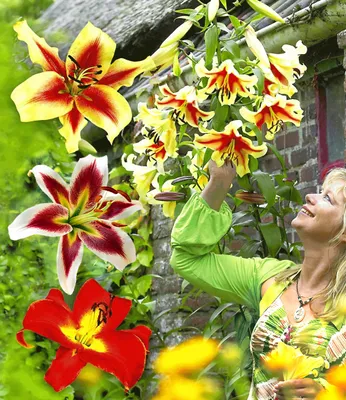 Produktbild von BALDUR Garten 6er Tree-Lilies®-Kollektion, Baumlilien Mischung, Zwiebeln mit Umfang 14-16 cm, Lilien, Lilium, Blumenzwiebeln, winterhart, Wasserbedarf gering, blühend, Lilium Hybride
