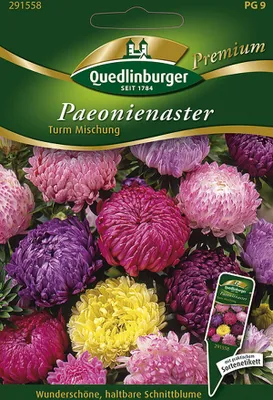 Produktbild von Paeonien-Astern Turm Mischung | Asternsamen von Quedlinburger