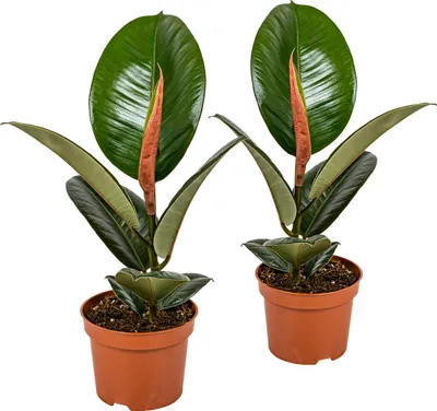 Image de Bloomique - Lot de 2 - Ficus Elastica Robusta - Caoutchouc - Plante d’intérieur - Dépolluante - Très Facile à Entretenir - Hauteur 30-40 cm - Pot 12 cm