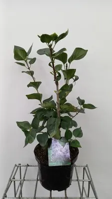Produktbild von Syringa vulg. 'Carpe Diem'® - Flieder 50- 60 cm - Container