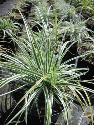 Produktbild von Grünweiße Segge Everest ® - Carex oshimensis Everest ®