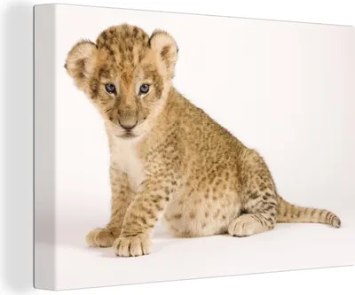 Produktbild von OneMillionCanvasses® - Leinwandbilder - 150x100 cm, Porträt - Tiger - Weiß, Wandbilder Kunstdruck Wanddekoration