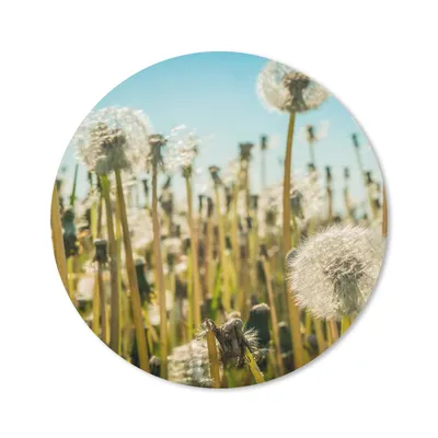 Produktbild von MuchoWow® Mauspad Mousepad Blumen - Löwenzahn - Gras 20x20 cm - Mousepads - Maus Mat - Pad - Mausunterlage - Schreibtischmatte