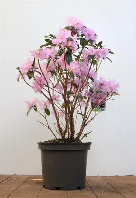 Produktbild von Rhododendron 'Praecox', lila Blüten, 20–25 cm