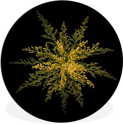 Produktbild von MuchoWow® Rundes Wandbild - Runde Bilder Eine Goldrutenblüte auf schwarzem Hintergrund Ø 30 cm Kreis Wanddekoration Kunststoff - Wandkreis - Wandschmuck - Schlafzimmer - Bilder - Der Kreis - Kunst für die Wohnung - Plastik - Kunstdruck - Wandbild