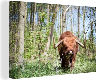 Produktbild von OneMillionCanvasses® - Leinwandbilder - 140x90 cm, Schottisches Hochlandrind - Wald - Schottische Kuh, Wandbilder Kunstdruck Wanddekoration