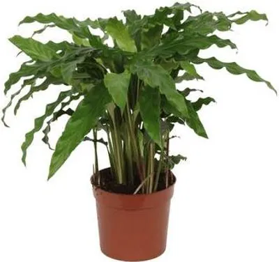 Immagine prodotto di Calathea Bluegrass – Pianta da appartamento – Foglie blu-verdi con il dorso viola – ↕35 cm – Ø12 cm – Pianta tropicale per la casa e l'ufficio