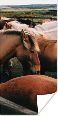 Produktbild von MuchoWow® Poster Pferde - Tiere - Spiel 80x160 cm - Kinderzimmer