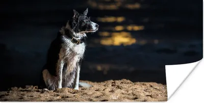 Produktbild von MuchoWow® Poster Ein Porträt eines Border Collie 80x40 cm - Wanddeko