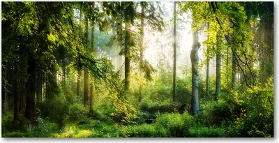 Produktbild von Tulup® Leinwandbild -100x50 cm - Wandkunst - Drucke auf Leinwand - Leinwanddruck  - Landschaften - Grün - Morgensonne Wald