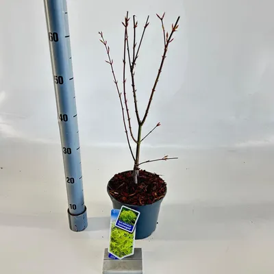 Immagine prodotto di Acer palmatum 'Summer Gold' - Acero giapponese | 60-70 cm in vaso