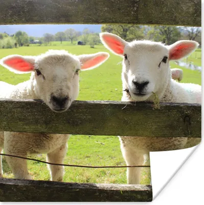 Produktbild von MuchoWow® Poster Schafe - Tiere - Bauernhof 75x75 cm - Wand Dekoration