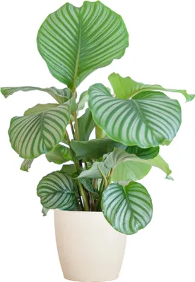 Immagine prodotto di Calathea Orbifolia, pianta da appartamento, 65 cm, Ø 21 cm, purificatrice dell'aria, biologica
