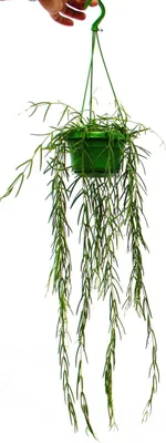 Image de Plante d'intérieur à suspendre - Hoya linearis - Fleur de cire 12cm feu tricolore
