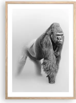 Produktbild von Gerahmtes Poster - Rahmen in heller Eiche - Orang-Utan Tier - 50x70 cm - Wand Bild - Wanddeko - Wandbilder - Kunstposter - Wandposter - Bilderrahmen - Bilder - Kunstdruck - Wandbild - P2NPA50x70-4105