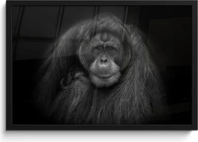 Produktbild von MuchoWow® MuchoWow® Gerahmtes Poster Orang-Utan-Profil in Schwarz und Weiß 60x40 cm - Poster mit zchwarzem Bilderrahmen - Printing - Wanddeko Schlafzimmer