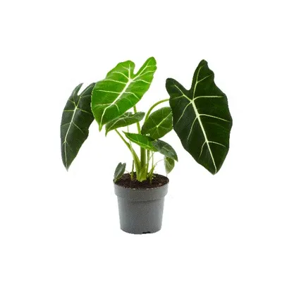 Obrázok produktu pre Gardners Alocasia Frydek, priemer 14 cm