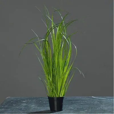 Produktbild von 12x künstliches Gras im Topf, Deko Gräser im Set H. 40cm D. 7,5cm grün DPI