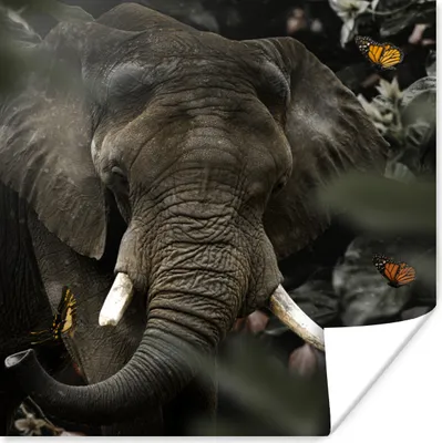 Produktbild von MuchoWow® Poster Tiere - Elefant - Schmetterlinge 100x100 cm - Babyzimmer