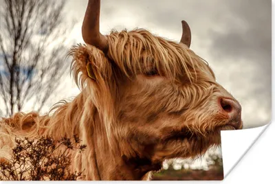 Produktbild von MuchoWow® Poster Scottish Highlander - Strauch - Heidekraut 90x60 cm - Schlafzimmer