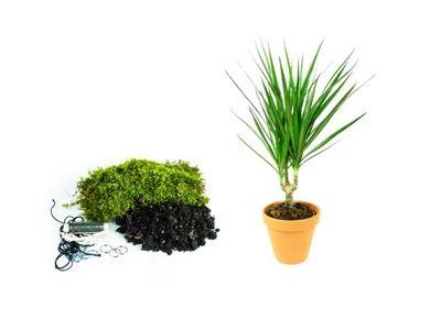 Obrázok produktu pre Gardners Kokedama "Vyrob si sám" Dracaena marginata (L)