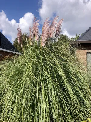 Immagine prodotto di 6 x Cortaderia selloana 'Rosea' - P9 - Erba della pampa in vaso da 9 x 9 cm