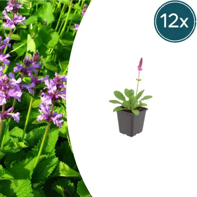 Image de Stachys mon. 'Hummelo' | 12 pièces - 10-25cm - Ø9cm - Plante de jardin