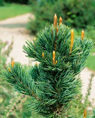 Zdjęcie produktu dla Pinus aristata, sosna zwyczajna, 60-70 cm