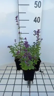 Image de 6 x Nepeta racemosa 'Grog' - Herbe à chat - pot 9 x 9 cm