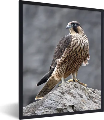 Produktbild von MuchoWow® MuchoWow® Gerahmtes Poster Wanderfalke - Felsen - Vogel 30x40 cm - Poster mit zchwarzem Bilderrahmen - Wanddeko - Kunstdrucke