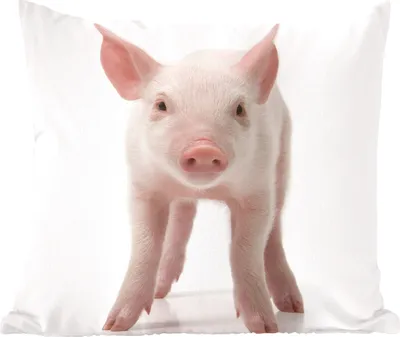 Produktbild von MuchoWow® Zierkissen Sofakissen Wohnzimmer Dekokissen 40x40 cm Schwein - Tiere - Weiß - Foto Kissen - Schlafzimmer Dekoration