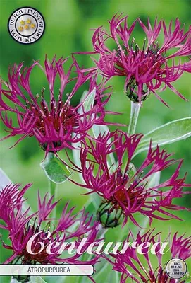 Artikelbild 2 von 'Flockenblume Rot (1 Stück)' aus der Kategorie Error: No identifier specified
