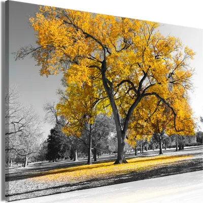 Produktbild von Modernes Wandbild Baum 90x60 - 1 Teile Bilder Fotografie auf Vlies Leinwand Foto Bild Dekoration Wand Bilder Kunstdruck Bäume Natur Landschaft schwarz weiß c-B-0445-b-c